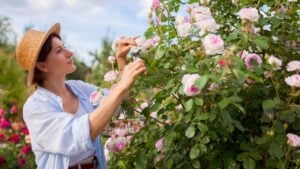 Gardener deadheading roses in summer garden removing spent blooms. Woman holds basket using pruner cutting off dry wilted flowers wearing straw hat