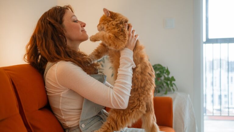 Young woman is sitting on an orange sofa and holding her ginger cat in her arms, playing and cuddling with him in a bright living room at home