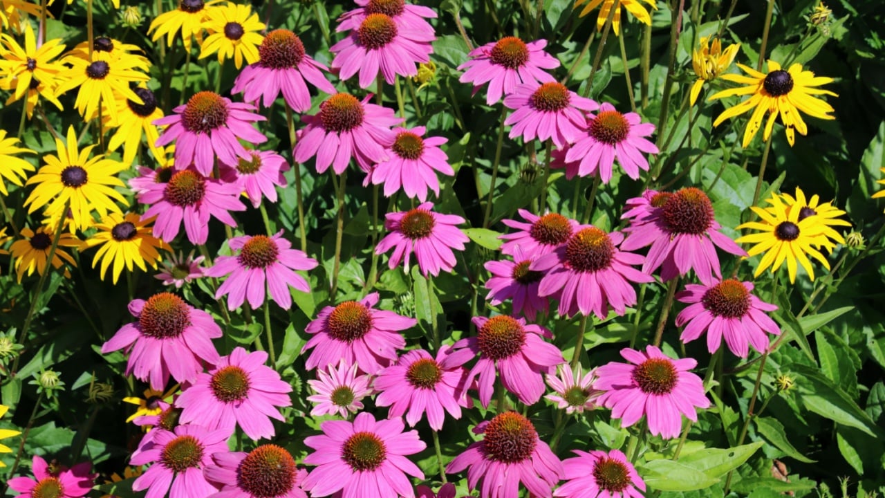 Coneflower (Echinacea purpurea 'PowWow Wild Berry')