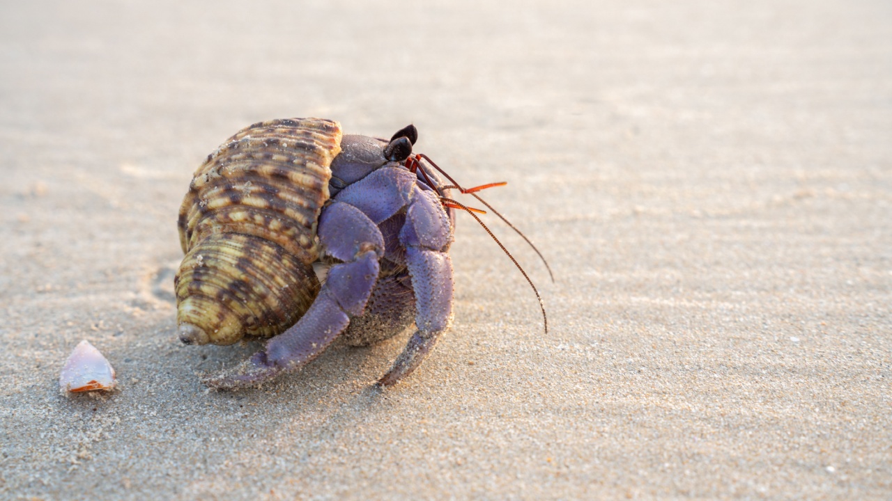 Close-up of a purple hermit crab with striped shell on sandy beach. Detailed texture and natural colors perfect for wildlife, marine, and coastal nature themes.