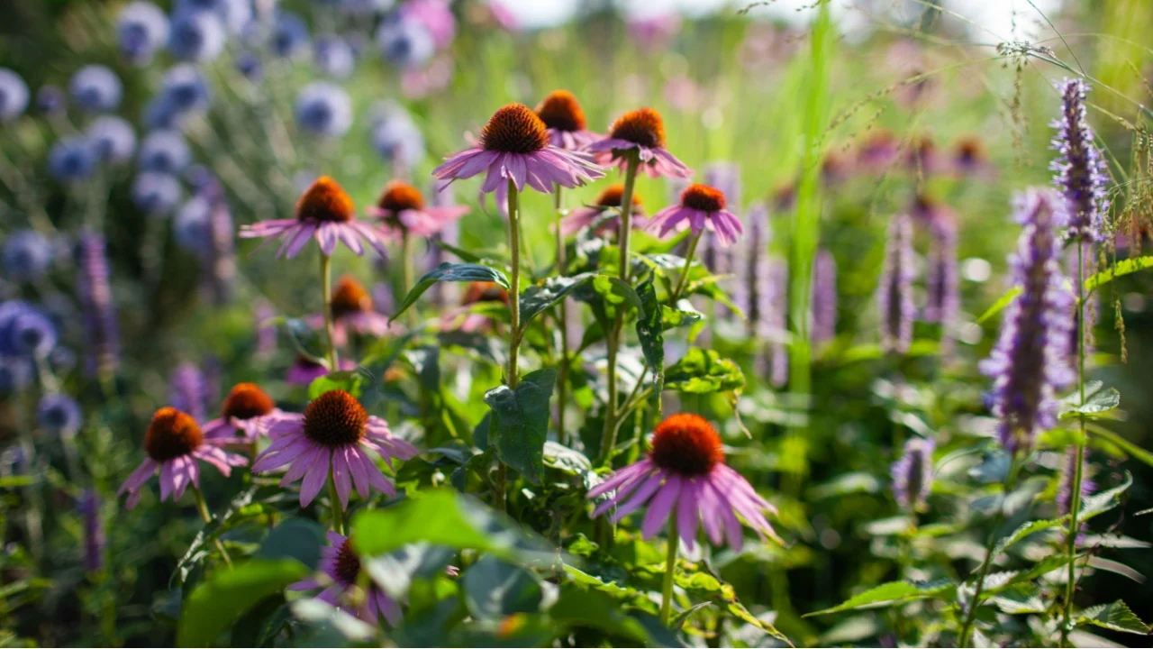 Close up of echinacea purpurea growing by blue echinops and agastache in summer garden. Cottage garden flowerbed. Pollinators loving perennials