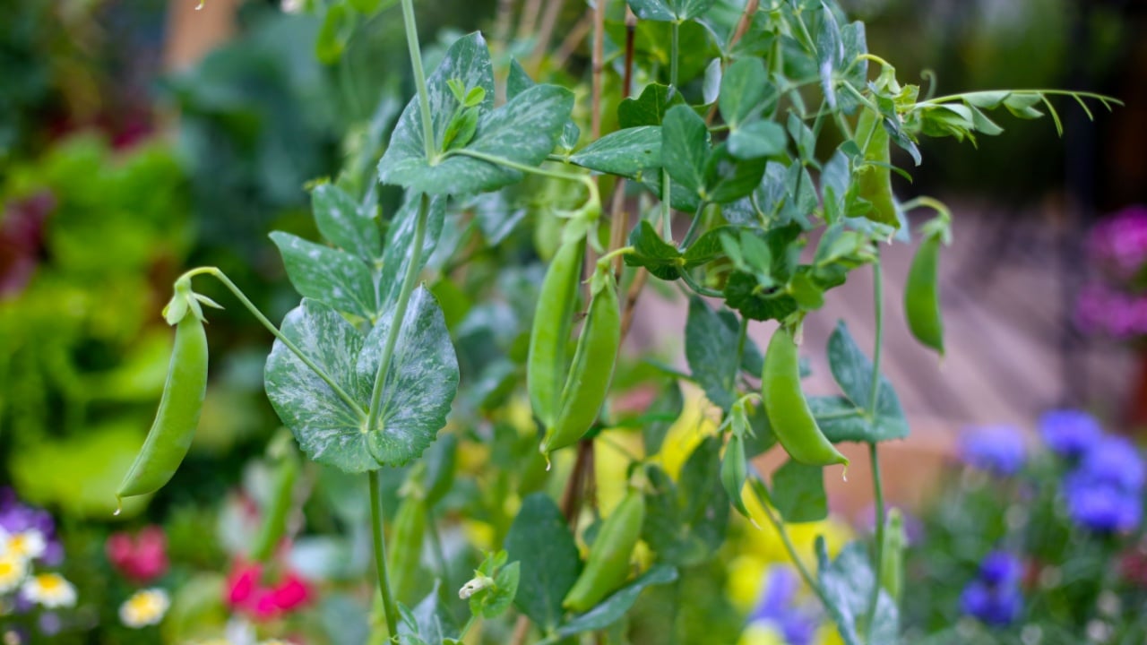 Fresh green snap pea pods hanging on the vine