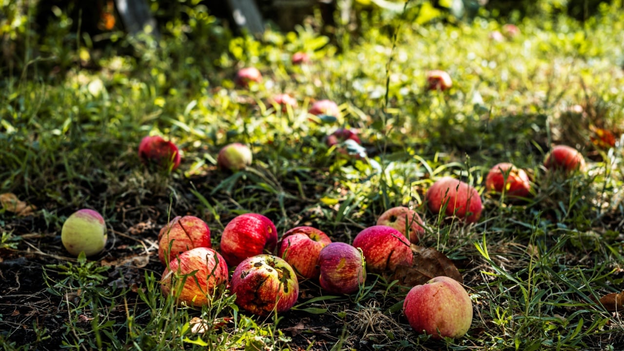apples fallen from tree lie on lawn, selective focus on red apples in old orchard on sunny day