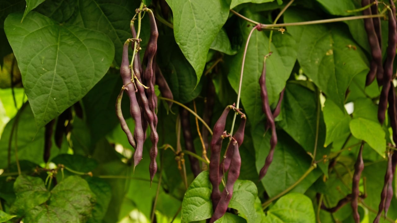 Cluster of fresh purple string beans hanging from leafy vine in garden. Purple color of beans and vibrant green leaves. Organic, homegrown harvest. Gardening, healthy eating, and fresh food.