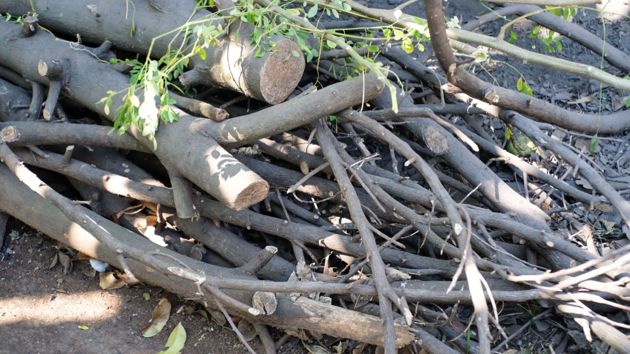Photo of a pile of cut tree branches and twigs. Tree felling produces cut branches and wood for the furnace. Freshly cut tree. Land clearing in the yard. Wallpaper backgrounds. Negative space.