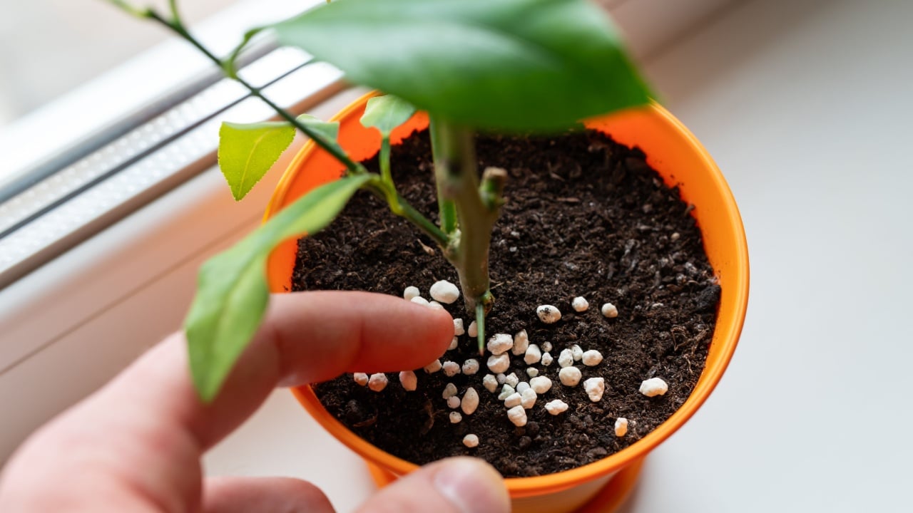 Evenly fertilizing a young lemon tree. A person distributes fertilizer in the pot around a young lemon tree that is growing on a windowsill