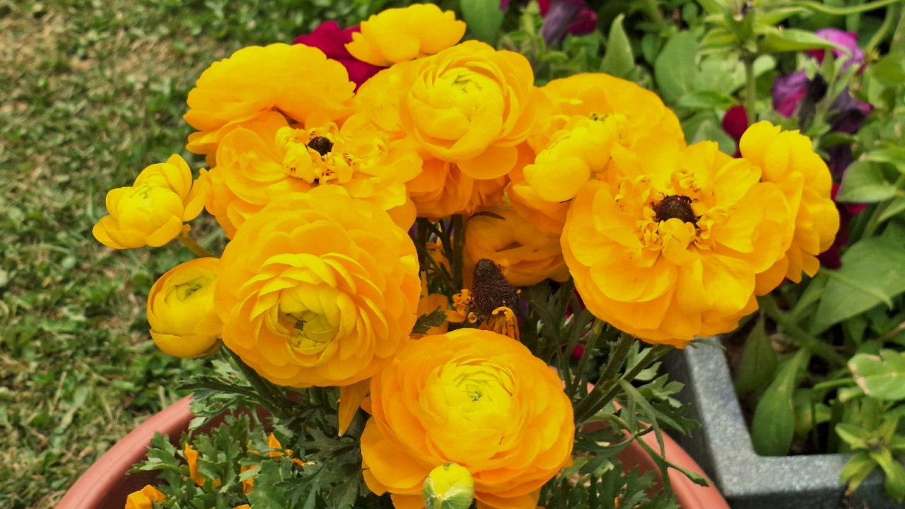 Persian Buttercup, Ranunculus, Ranunculus asiaticus, Ranunculaceae, flower, plant