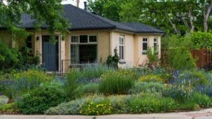 Street view of a nicely landscaped Xeriscape garden with various drought tolerant plants and flowers including Golden Yarrow, Larkspur, Red Yucca, Partridge Feather, Orange Carpet and more.