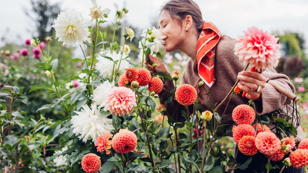 Woman gardener picking fresh dahlias in autumnal garden holding basket with bunch of orange blooms and pruner. Stylish farmer smelling flowers in fall field