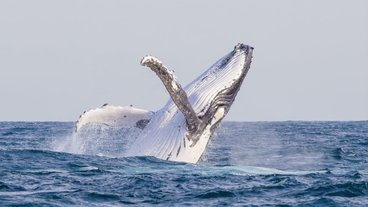 Humpback Whale seen dramatically breaching out of the water during their eastern Australia migration