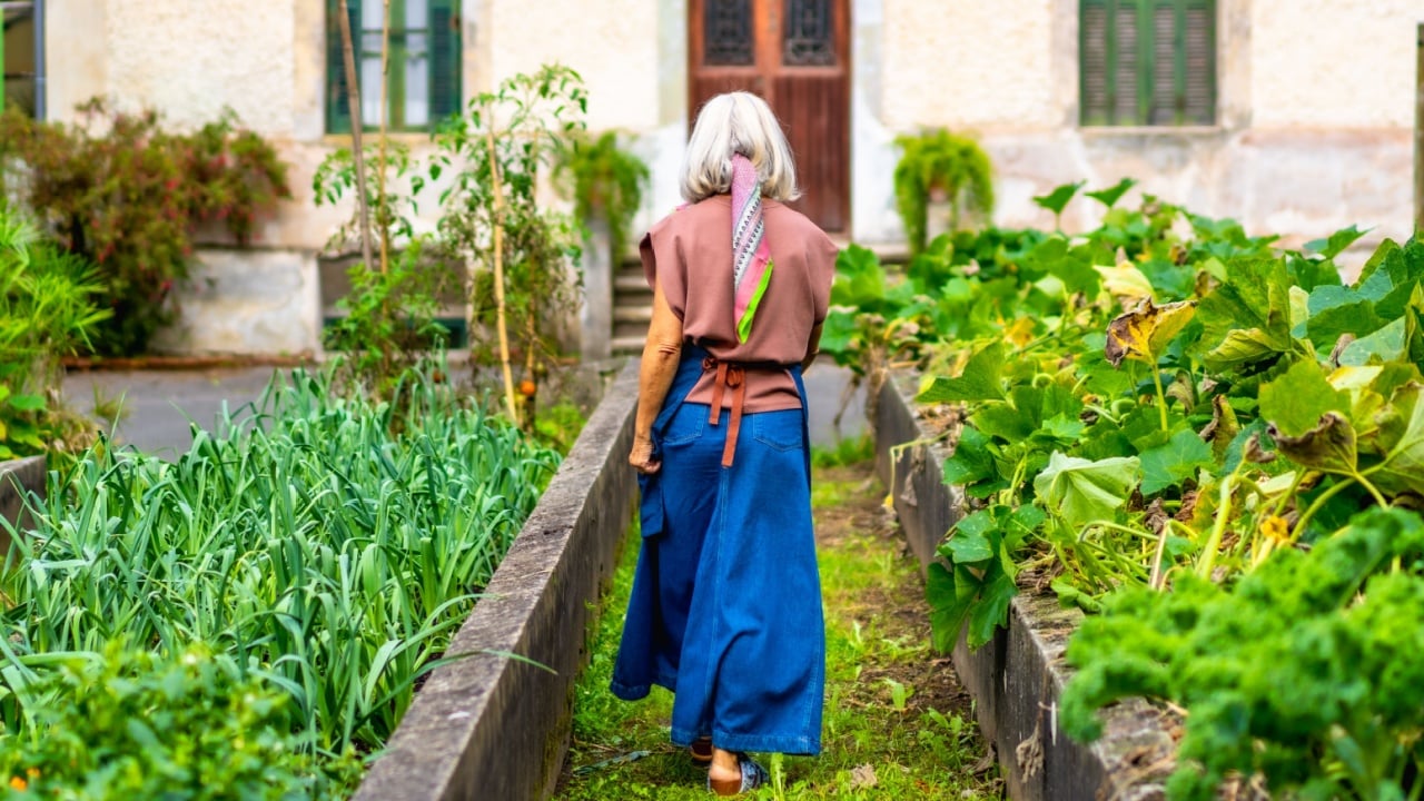 Senior woman in blue apron walks between raised beds of lush vegetables in her backyard, tending homegrown, organic produce in a sunny rural garden for healthy, sustainable living