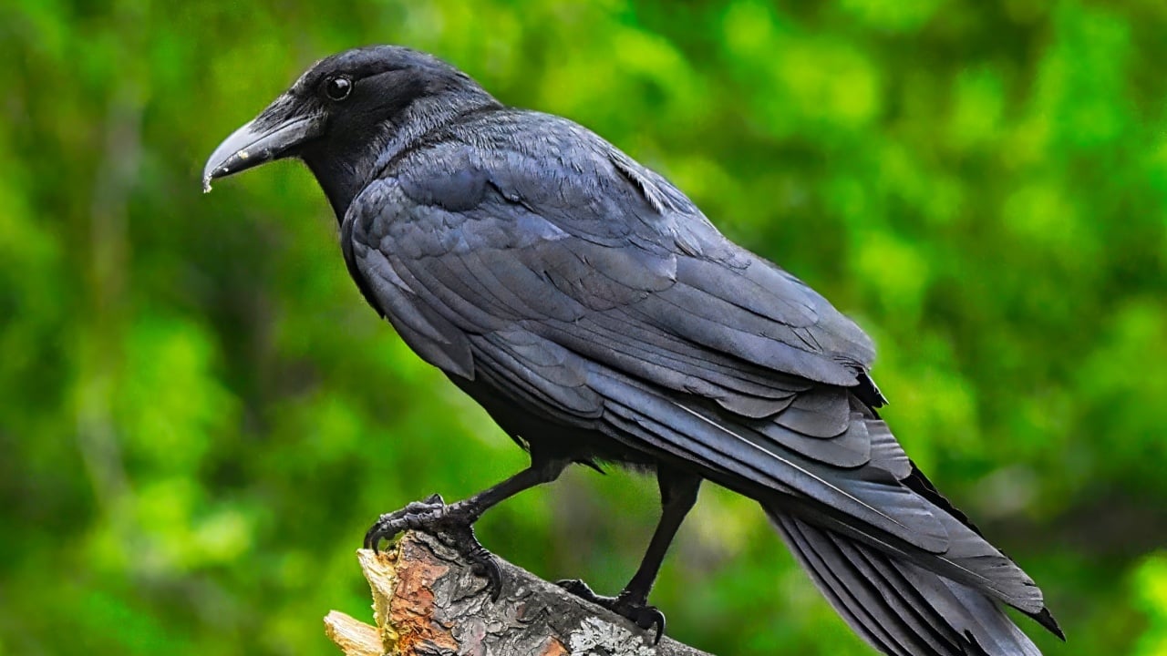 American Crow perched on a broken log,