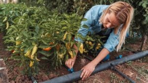 Farmer adjusting drip irrigation system in pepper field