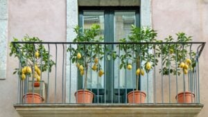 Lemon trees in terracotta pots on a traditional Mediterranean balcony with a pastel-colored fa&ccedil;ade. Bright citrus fruits, greenery, and architectural details create a charming urban landscape.