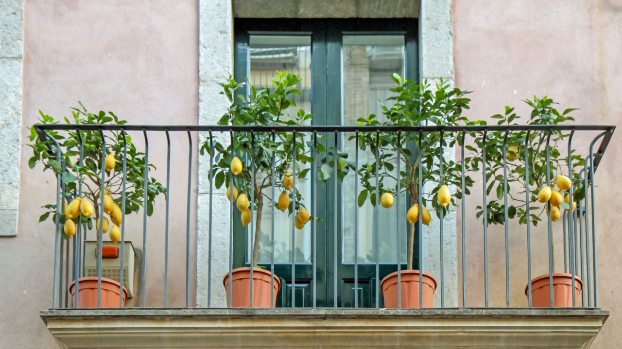 Lemon trees in terracotta pots on a traditional Mediterranean balcony with a pastel-colored façade. Bright citrus fruits, greenery, and architectural details create a charming urban landscape.