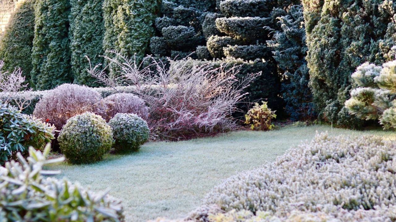 Hoarfrost covering a garden with carefully designed shrubs, evergreen plants, and a lawn, creating a serene winter scene