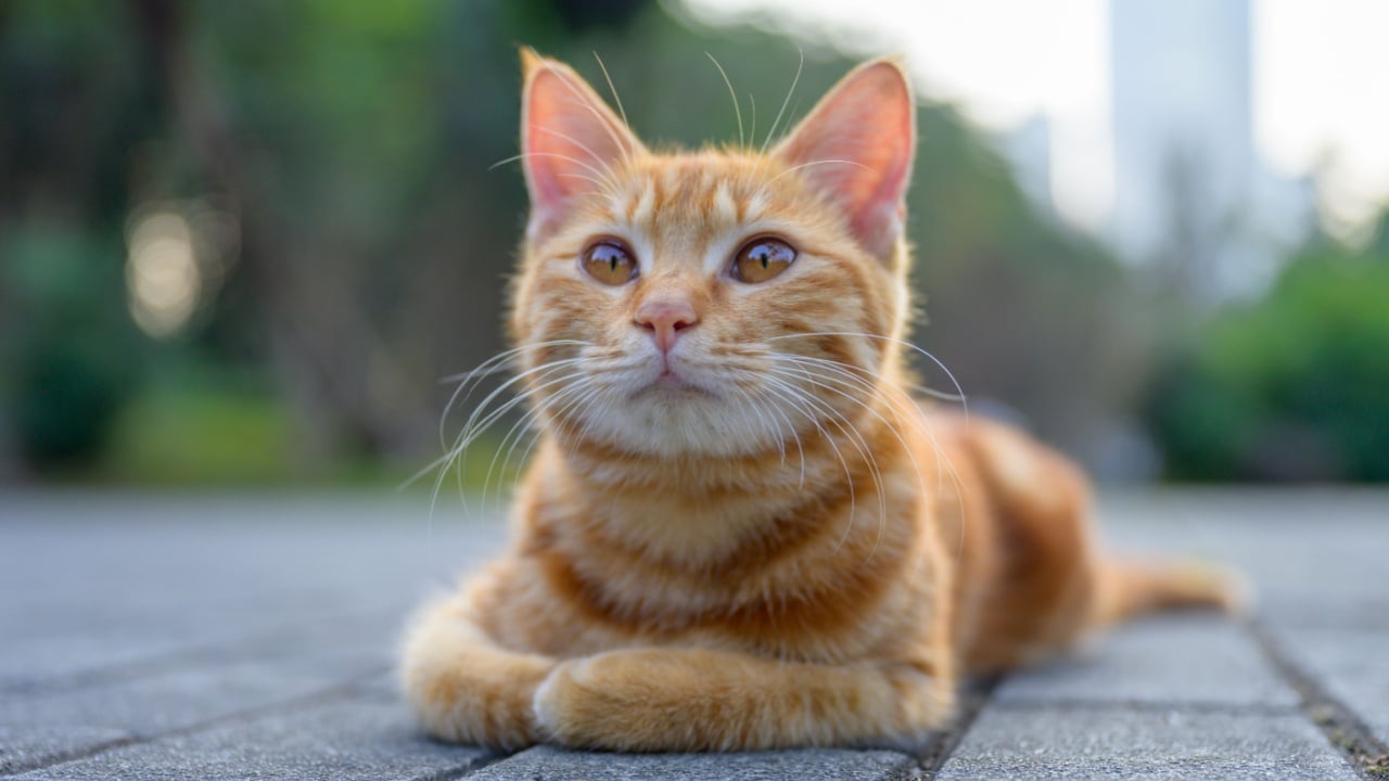 The orange American Shorthair cat is lying on the floor.