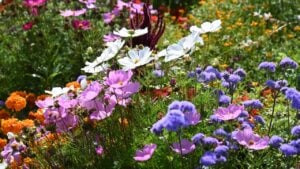 a Summer flower bed in a garden
