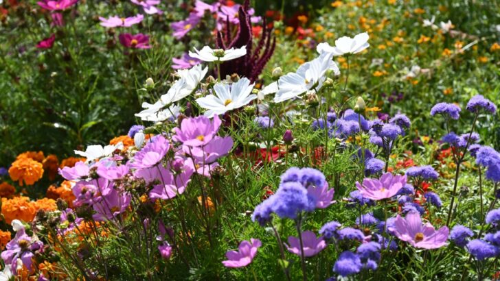 18 Fast-Growing Flowers to Seed Now and Get a Pop of Spring Color