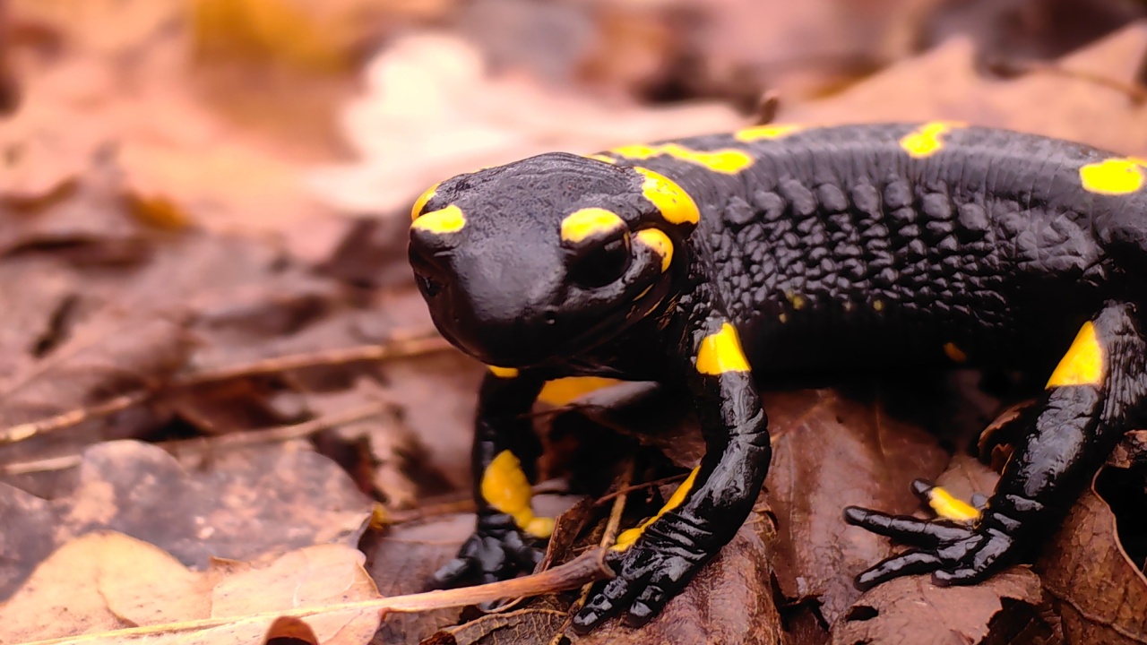 Fire Salamander or a common fire Salamander. Glossy black skin with bright yellow or orange spots and stripes that vivid coloration serves as a warning to predators that the salamander is toxic