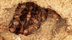 Red Fire Ants gathered in the hole