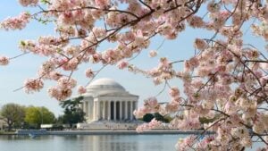 Cherry Blossom Festival at Thomas Jefferson Memorial - Circa Tidal Basin, Washington D.C. United States of America