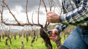 Close-up of the hands of the winemaker pruning the vineyard with professional steel scissors. Traditional agriculture. Winter pruning, Guyot method.