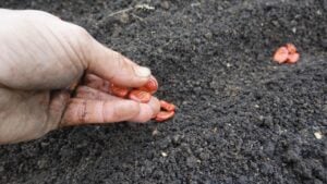 Hand sowing red fava bean seeds directly into dark, fertile garden soil, symbolizing growth and agriculture