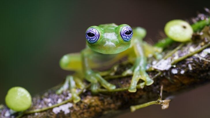 17 Incredible Wonders That Highlight Nature&rsquo;s Weirdness