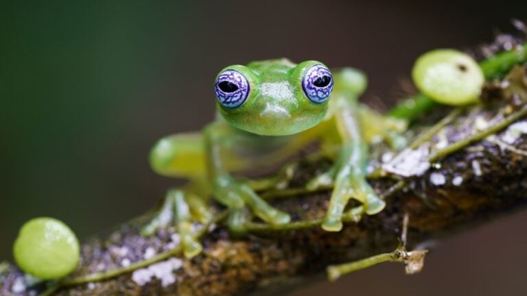 Glass frog (Sachatamia ilex) on a leaf