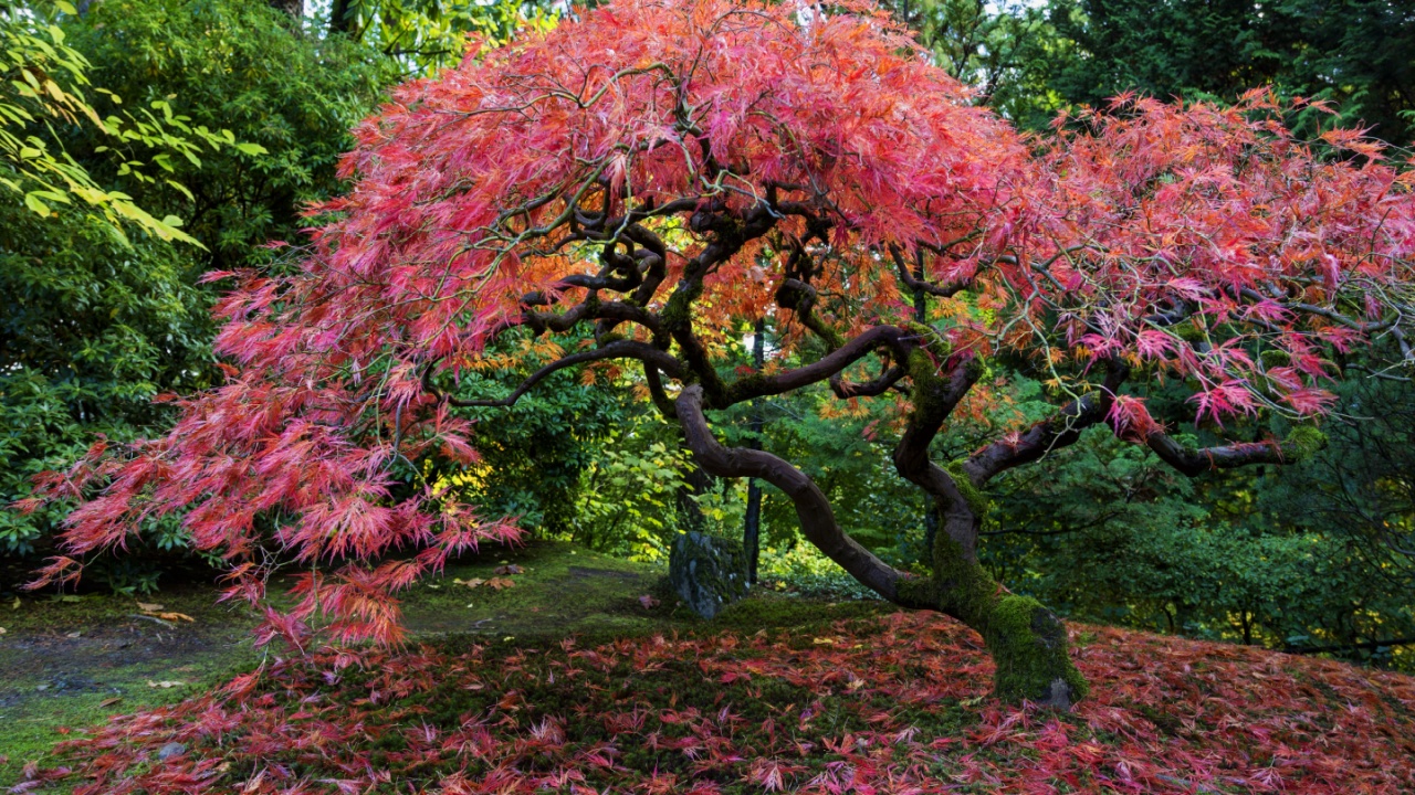 Japanese Garden, Portland, OR USA - November, 1-st 2014. Japanese Garden in Washington Park is one of the most popular attractions in Portland, OR.