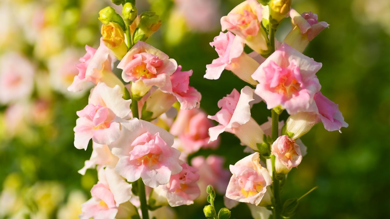 Snapdragon flowers in garden (ANTIRRHINUM MAJAS)