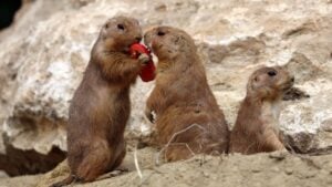 prairie dogs