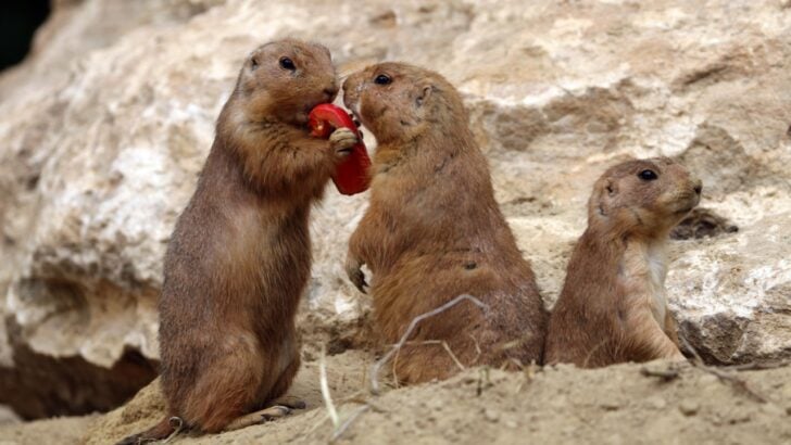 16 Animals That Can&rsquo;t Be Legally Removed From Your Yard