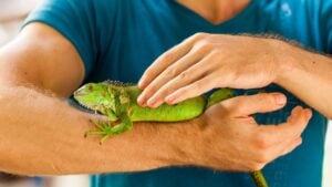 Amazing close up photo man holding in his arms green lizard iguana on background scenic tropical green nature at sunny summer day in Paradise Park Farm Samui / Asia, Thailand, Koh Samui
