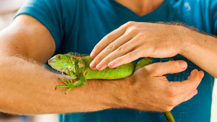15 Animals You Can Technically Keep as Pets in the U.S. (But Probably Shouldn&rsquo;t)