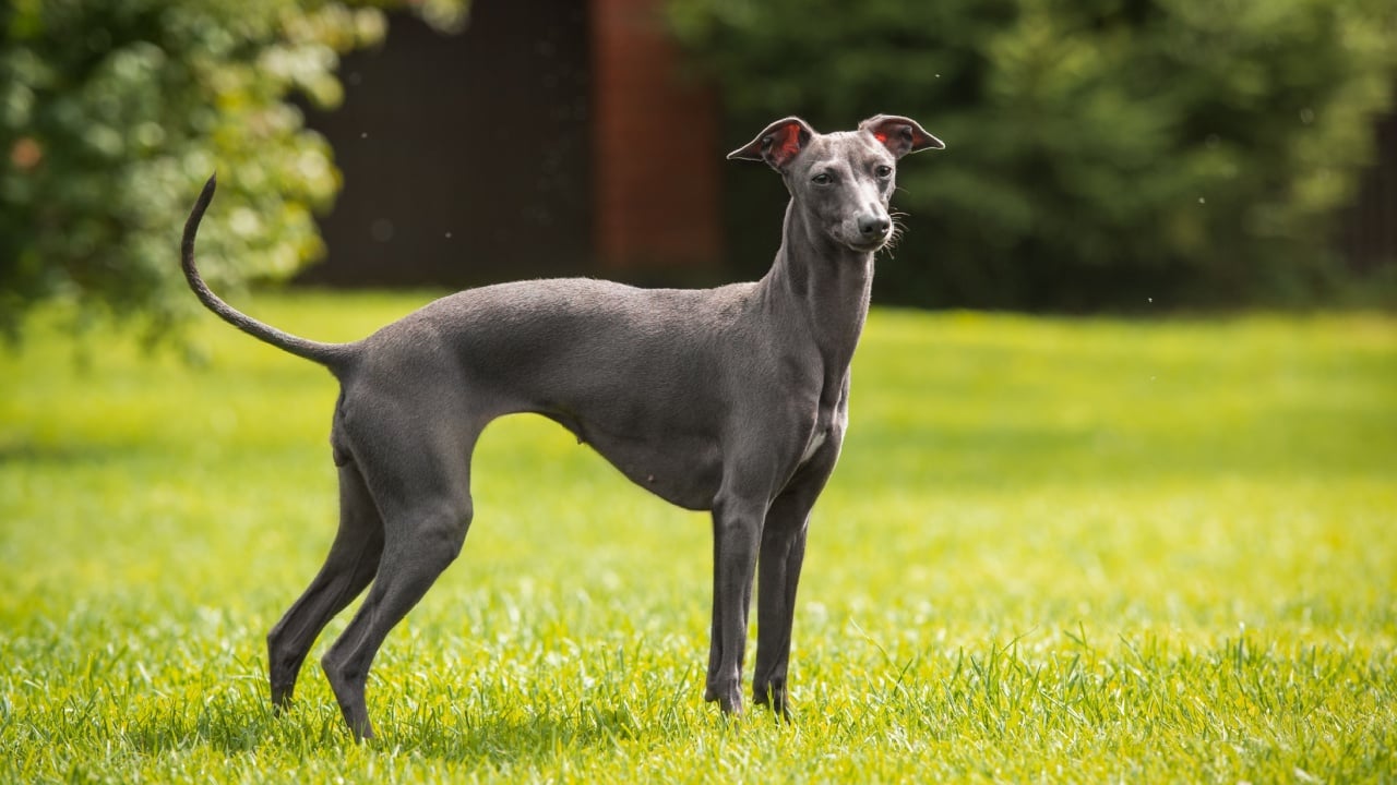 Italian greyhound/Nature