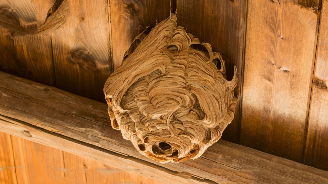 Wasp nest