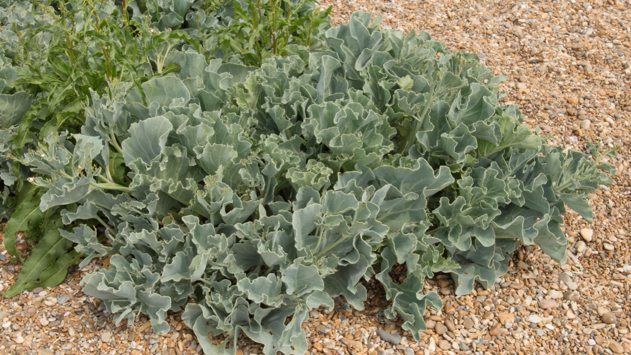 Wild Sea Kale (Crambe maritima) On the Shingle Beach at Aldeburgh on the Suffolk Coast in Summer in the East of England, UK