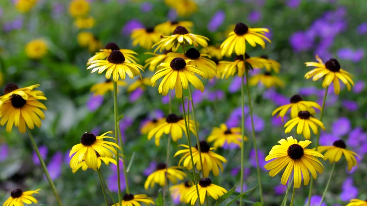 Black eyed Susan