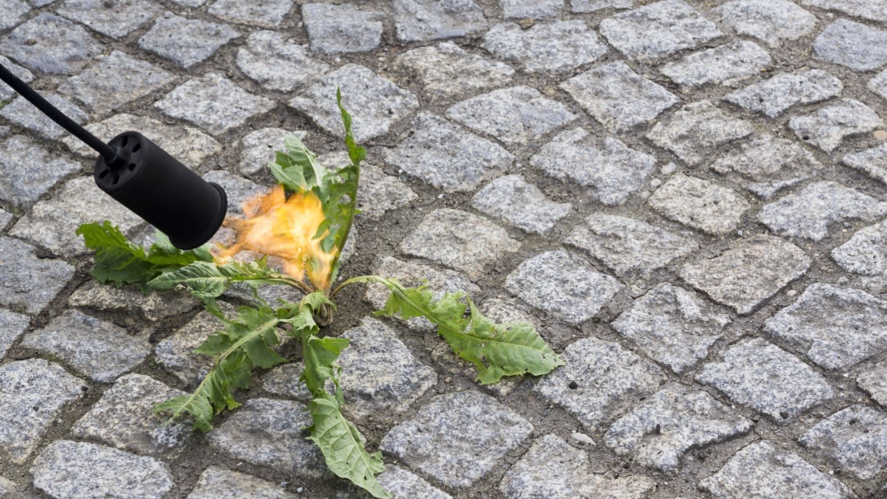 Use a Weed Torch on Driveways and Gravel AreasFlame weeding is fast, requires no chemicals, and is one of the more satisfying weed-control methods available. Pass the flame briefly over the weed foliage until it slightly wilts. According to Garden Design, &ldquo;the flame makes the moisture in the plant become steam and damages the cells&rdquo; &mdash; full combustion is not necessary.

Restrict use to hardscape areas, never use near mulch or dry vegetation, and keep a water source nearby.