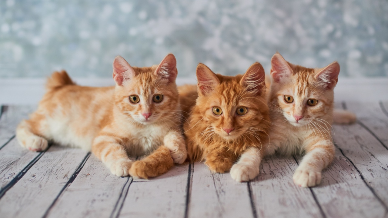 A photo of funny red american bobtail cats three monthes old on blured background