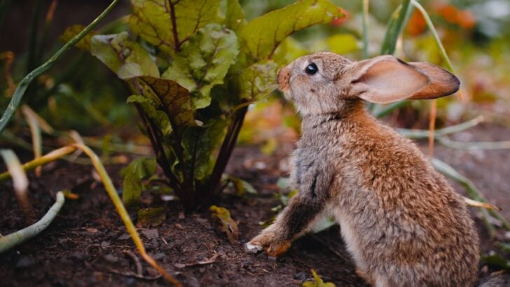 8 Ways to Keep Rabbits From Nesting in Your Garden