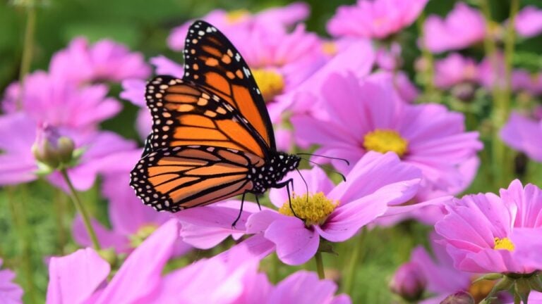 the monarch butterfly with orange and black color in between pink cosmos flowers