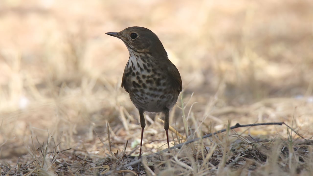 Hermit Thrush (catharus guttatus)