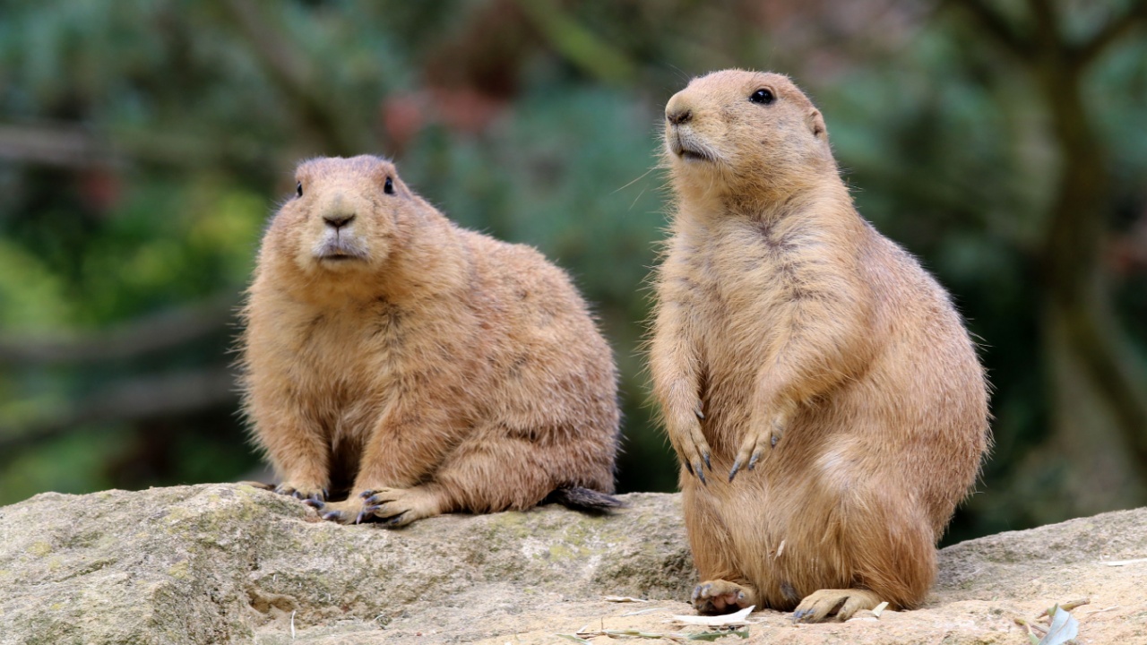 Prairie dog close-up