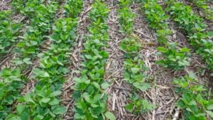 the soybeans were no-till in Argentina