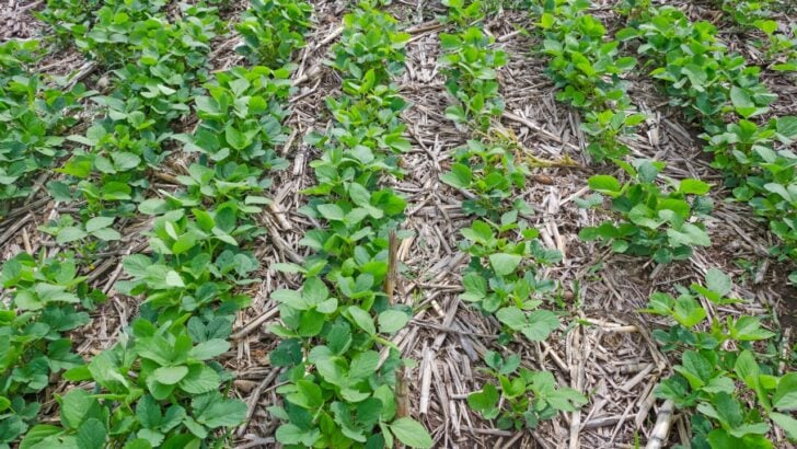 The Tilling Mistake Almost Every Gardener Makes