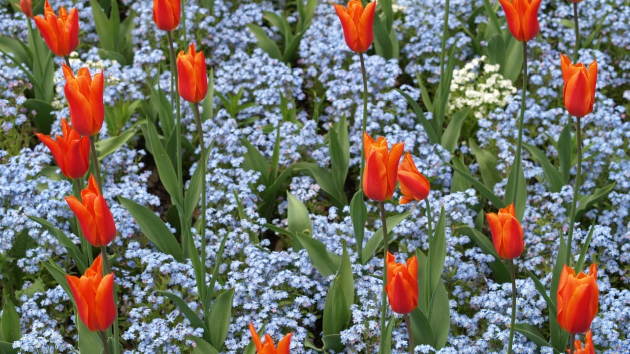 Tulips and forget-me-not flowers background