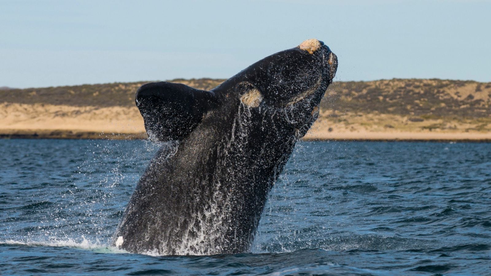 Southern Right whale, Eubalaena Australis